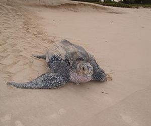 Epic Journeys Of Turtles Revealed