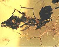 Ancient Ants Arose 140-168 Million Years Ago