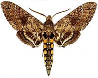 Moths' hearing study has surprising result