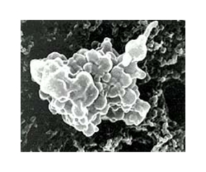 UMass Microbiologists Evolve Microorganisms To Cooperate In New Way