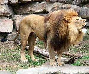 Three man-eating lions killed in Zimbabwe