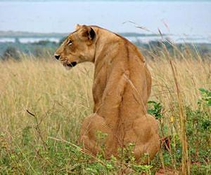 Reforestation and Lions in Greece
