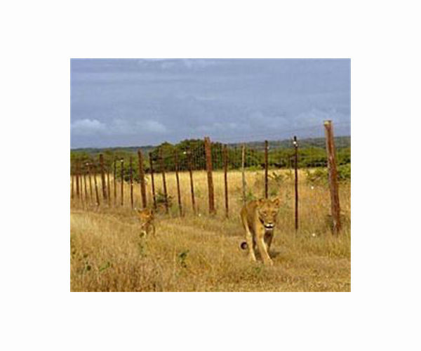 S.Africa's lions prosper with careful watch and fenceless parks