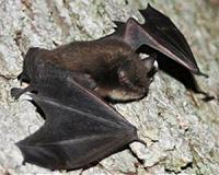 Hunting bats rely on 'bag of chips effect'