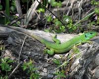 Lizards can stomach island living