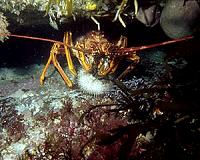 Australian marine reserves provide safe passageway for endangered species