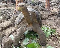 Famous Galapagos Tortoise Lonesome George May Not Be Alone