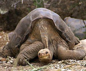 Giant tortoise Lonesome George dies, last of his kind