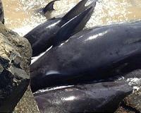 Dozens of whales die after southern India stranding