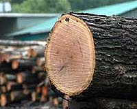 New Process Proposed For Drying Lumber