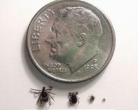 Blacklegged ticks frequently carry both lyme disease and babesiosis