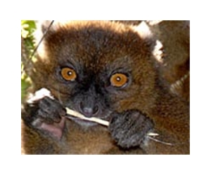 Animals Populated Madagascar By Rafting There