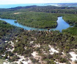 Madagascar's illicit wood trade to China