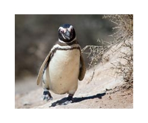 Rare penguins in South Korea for study