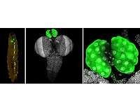 How insects decide to grow up