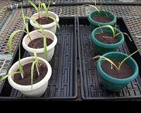 Maize Plus Bacteria: One-Two Punch Knocks Copper Out of Stamp Sand