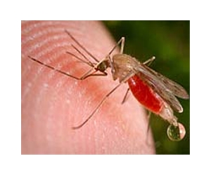 Bacteria may make mosquitoes resistant to malaria parasite