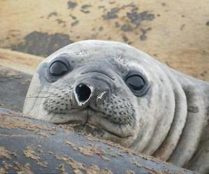 Seals sleep with only half their brain at a time