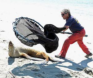 Mass sea lion strandings baffle California