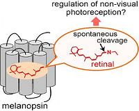 Characteristics of mammalian melanopsins for non-visual photoreception