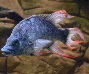London Zoo desperately seeking mate for almost-extinct fish species
