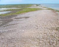 Huge swathe of Australian mangroves 'die of thirst'