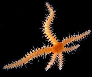Invasive brittle star species hits Atlantic Ocean