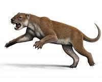Elbows of extinct marsupial lion suggest unique hunting style