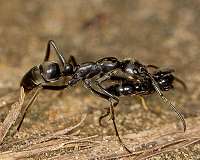 Ants rescue their injured