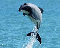IWC demands action on rare New Zealand dolphin