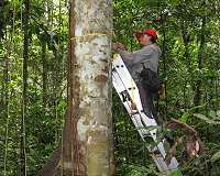 Tropical forests' carbon sink is already rapidly weakening