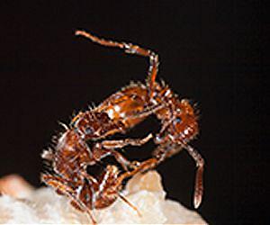 Ants turn unwelcome lodgers into a useful standing army