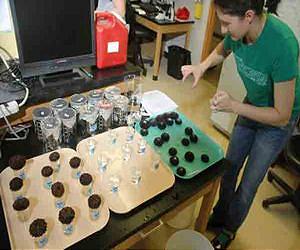Stanford seeks sea urchin's secret to surviving ocean acidification