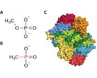 Bacteria's secret weapon against pesticides and antibiotics revealed