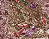 Microbes adapt to colonize different body parts