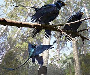 Fish was on the menu for early flying dinosaur