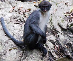 Guerilla playlists for primates on Indonesian radio