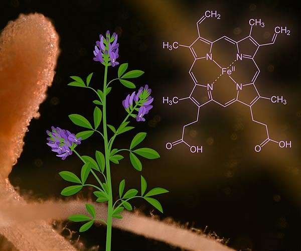 Scientists identify a plant molecule that sops up iron-rich heme