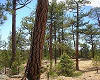 Study refutes findings behind challenge to Sierra Nevada forest restoration