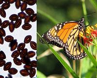 How the monarch butterfly became a migrant