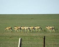 Conserving migratory ungulates in Mongolia's grasslands