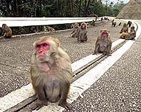 South Korean Scientists To Try Monkey Cloning