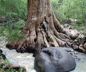 Long-Lived Mexican Trees May Illuminate Fates Of Past Civilizations