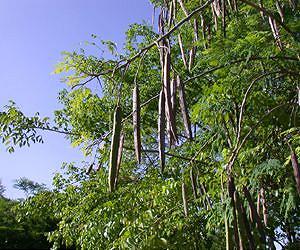 Miracle tree substance produces clean drinking water inexpensively and sustainably