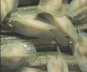 Better water purification with seeds from Moringa trees