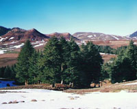 Morocco's majestic cedars threatened by climate change