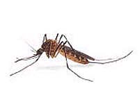 Malaria Parasites Develop In Lymph Nodes