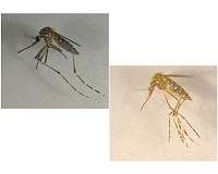 Making mosquitoes self-destruct