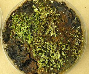 Plants frozen for centuries come back to life