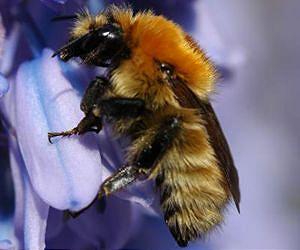 Bees tell birds to buzz off